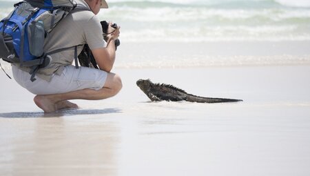 Iguana auf Galapagos