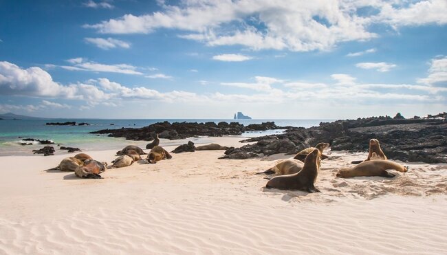 Die GalapagosInseln  Robben schlafen am Strand