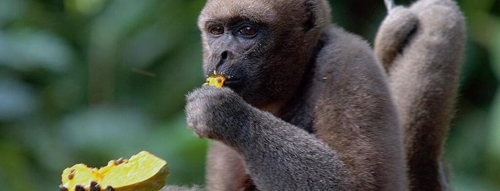 Ecuador – Amazonas-Abenteuer in der Sacha Lodge