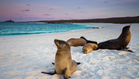 Ecuador  Robben auf Galápagos