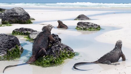 Ecuador - Galapagos - Verzauberte Inseln