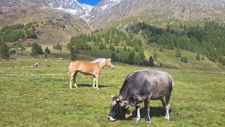 Südtirol – Meraner Höhenweg um die Texelgruppe