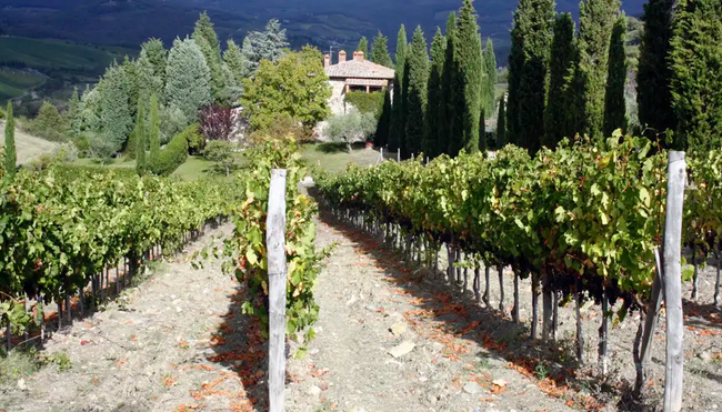 Piemont – Langhe: Trekking durch die Weinberge