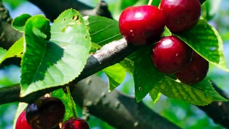 Piemont – Langhe: Trekking durch die Weinberge