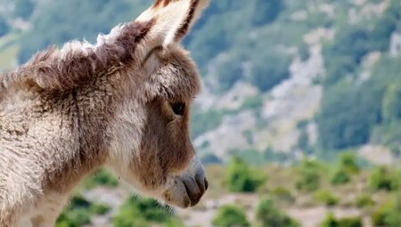 Sardinien – Zu Fuß auf alten Hirtenpfaden