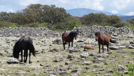 Sardinien – Zu Fuß auf alten Hirtenpfaden