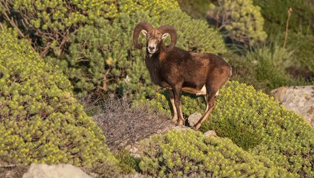 Sardinien – Zu Fuß auf alten Hirtenpfaden