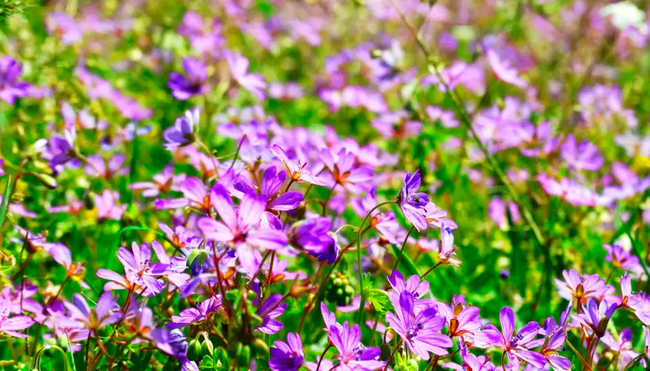 Spanien - Schroffe Spitzen, tiefe Täler, Panorama pur (Selfguided)