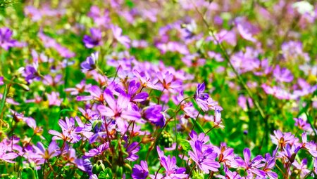 Spanien - Schroffe Spitzen, tiefe Täler, Panorama pur (Selfguided)