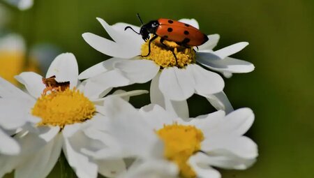 Spanien – Auf Schäferpfaden durch die Pyrenäen