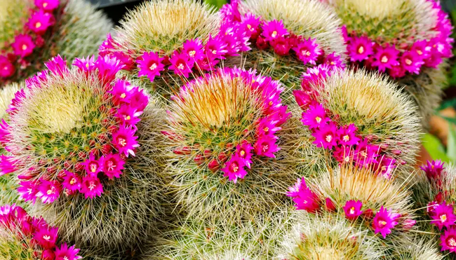 La Gomera - Dem Paradies zum Greifen nahe