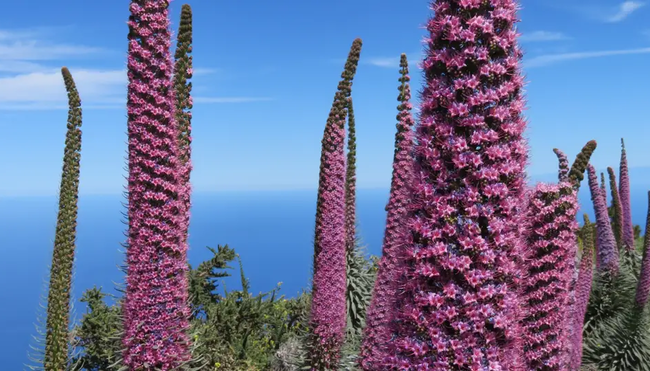 La Palma - La Isla Bonita