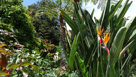 Madeira - Küstenwanderungen und blühende Gärten (Selfguided)
