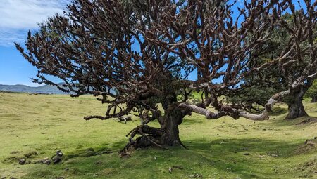 Madeira - Levadas, Lorbeer, Lavafelsen