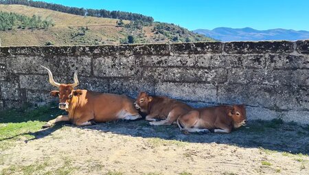 Portugal – Auf dem Jakobsweg durch den Norden