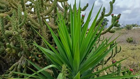 Portugal – Schmugglerpfade an der Ostalgarve
