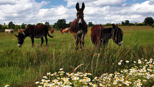 Portugal – MTB/E-MTB Reise: Algarve & Alentejo