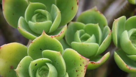 England – Coast to Coast Walk: Westlicher Teil