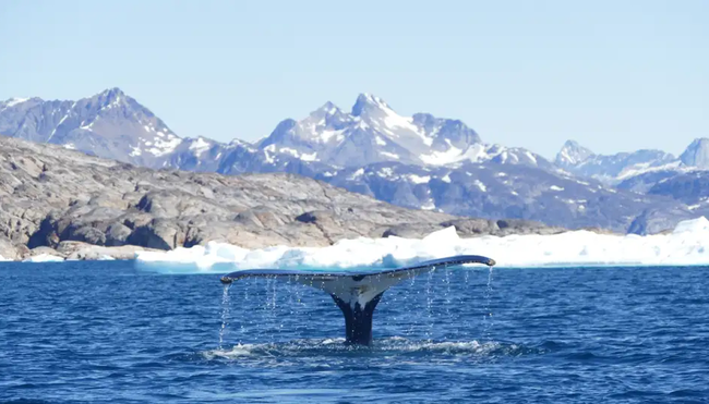 Grönland – Trekking im Banne des ewigen Eises