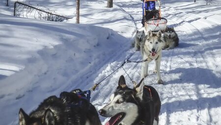 Finnland – Husky-Safari durch die Winterlandschaft