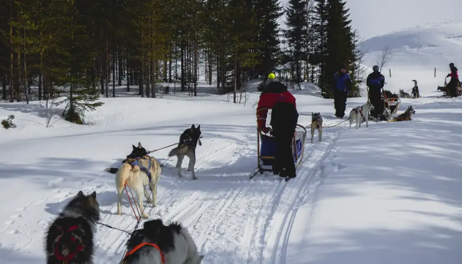Finnland - Husky-Safari