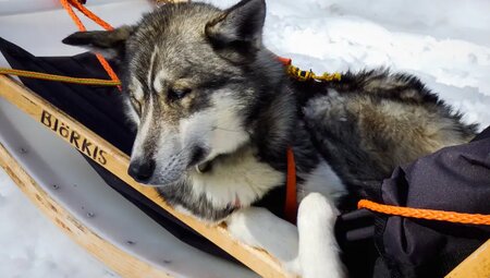 Finnland – Husky-Safari durch die Winterlandschaft