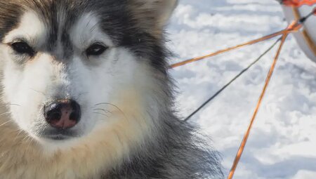Finnland - Husky-Safari