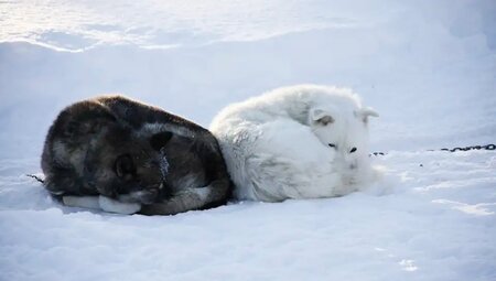 Finnland – Husky-Safari durch die Winterlandschaft