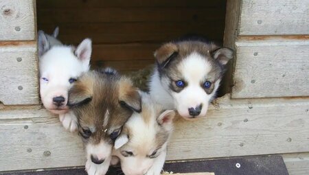 Finnland - Husky-Safari