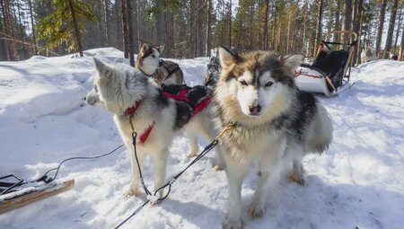 Finnland - Saija's Wintertraum