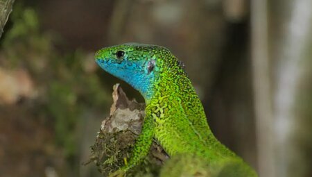 Albanien – Wandern in den Albanischen Alpen