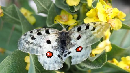 Albanien – High Scardus Trail