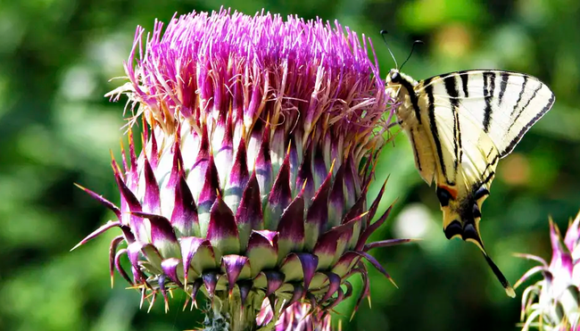 Kroatien – Dalmatien: Plitvicer Seen und Adria