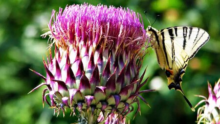 Kroatien – Dalmatien: Plitvicer Seen und Adria