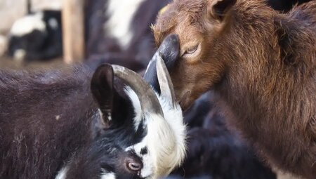 Montenegro, Albanien, Kosovo – Peaks of the Balkans Trail