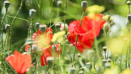 Polen – Masuren & Bialowieza-Nationalpark