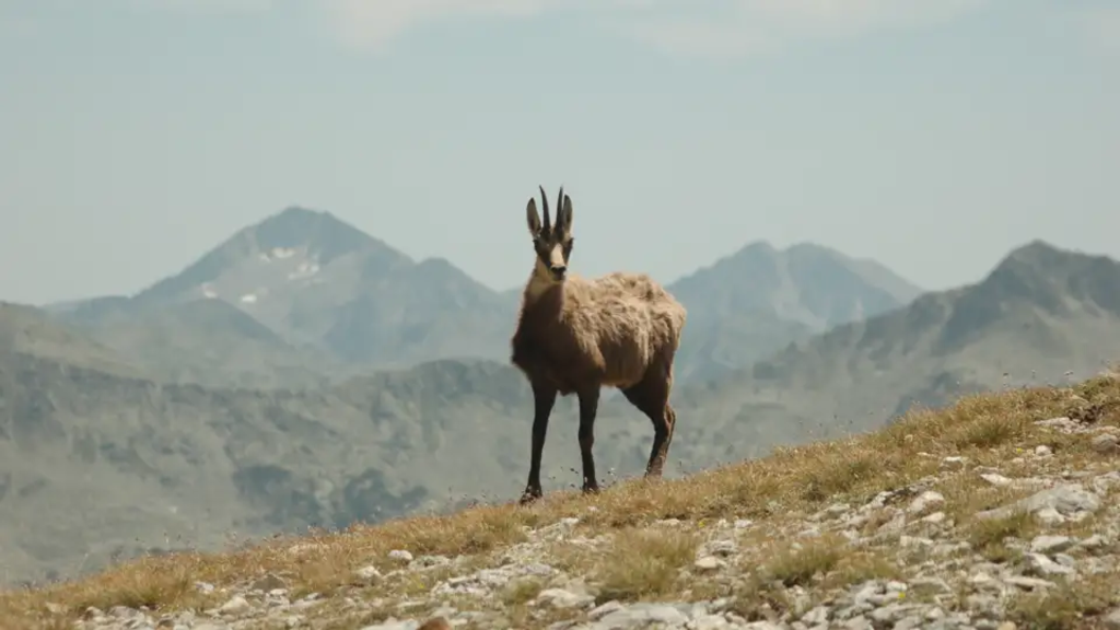 Bulgarien – Berge des Balkans