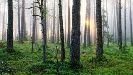 Baltikum – Naturlandschaften & Hauptstädte