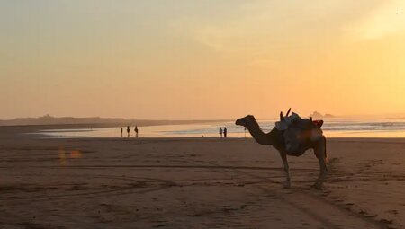 Marokko – Kameltrekking entlang des Atlantiks