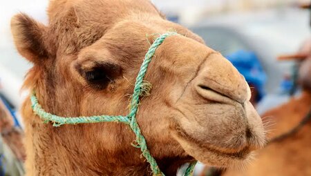 Marokko – Kameltrekking entlang des Atlantiks