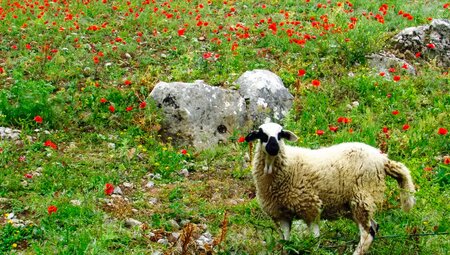 Marokko – Wilder Norden & das Erbe von Al-Andalus
