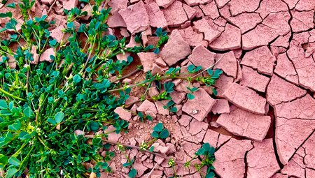 Algerien - Durch Oasen und Schluchten des Tassili zu den Dünen des Tadrart