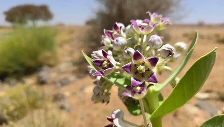 Algerien mit Egmont Strigl – Trekking durch die Dünen des Süd-Tadrart