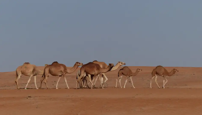 Oman - Anspruchsvolle Pfade im Sultanat