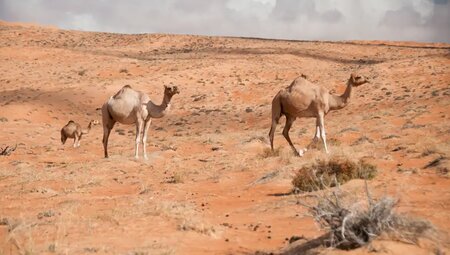 Oman – Zu Fuß durch die Wüste Rub Al-Khali