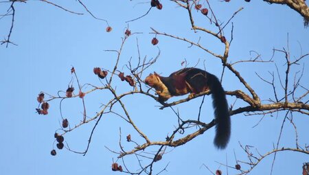 Indien – Trekkingreise in Kerala