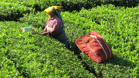 Indien – Trekkingreise in Kerala