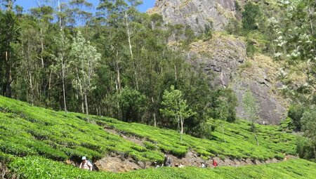 Indien – Trekkingreise in Kerala