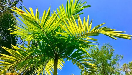 Indien – Trekkingreise in Kerala