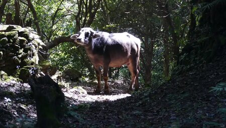 Nepal – Annapurna Panorama Lodge-Trek
